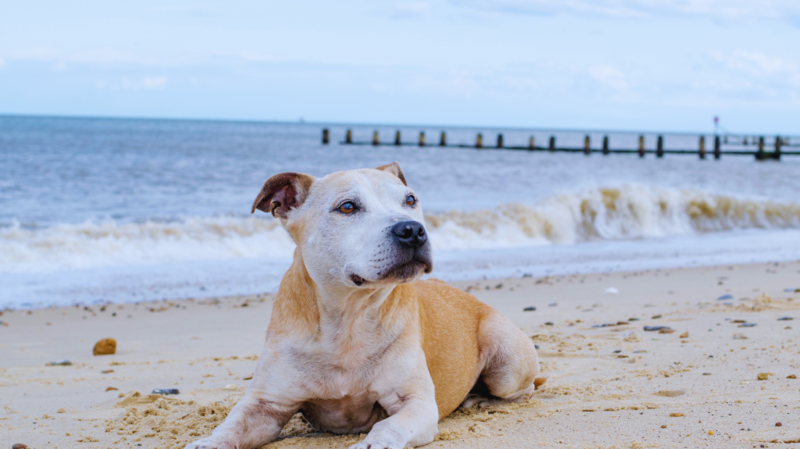 Surfside Beach Dog-Friendly